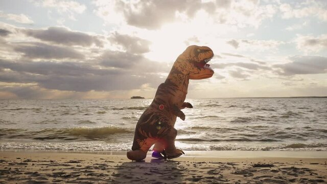 Amazing installation outdoors with prehistoric animal. Huge inflatable dinosaur with person inside is walking on sea beach at sunset. Big toy doll of Tyrranosaurus Rex in nature place in full growth.