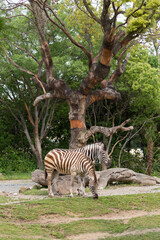 大木と二頭のシマウマ