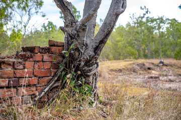 Close view of tree and brick wall in Glassford