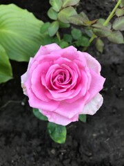 pink rose in garden