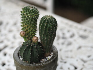 Cactus tree green trunk has sharp spikes around with flower blooming in Terracotta pot