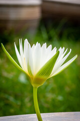 close up white flower in the garden