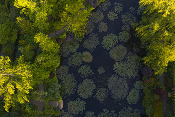 Lever de soleil sur le bassin des nymphéas de Claude Monet à Giverny