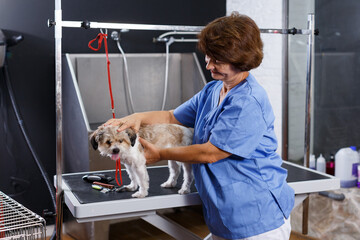 Portrait of woman professional groomer with cute havanese dog in pet salon..