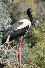 the black necked stork is a tall bird