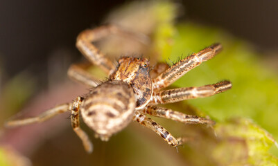 Close-up of a spider in nature.