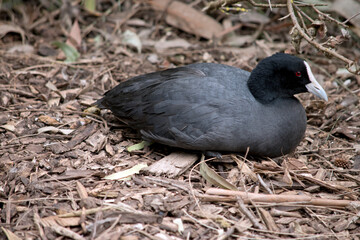 the Eurasian coot is sitting on a nest with 3 eggs in it