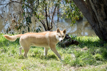 Naklejka na ściany i meble the dingo is an Australian native dog