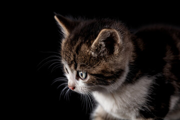 Kitten portrait isolated on black background.