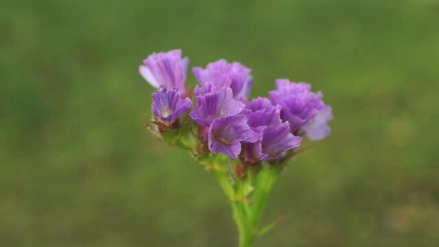 
The purple inflorescence of the statice flies in the wind. Beautiful autumn flower

