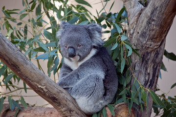 the koala is sitting in the fork of a tree