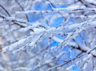 Snow on the branches of a tree against a blue sky.