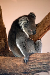 the koala is moving from one branch to another