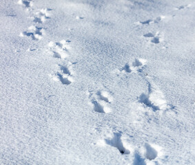 Dog footprints in the snow.