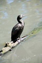this is a side view of a little black cormorant
