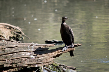 the little black cormorant is resting on a log
