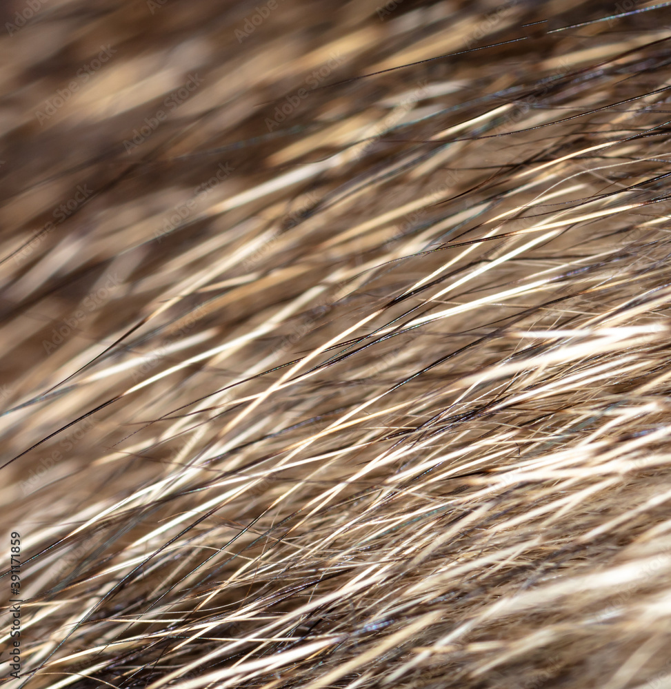 Poster close up of cat fur as background.