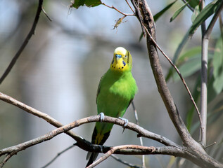 the budgergar or parakeet  is perch on a branch of a bush