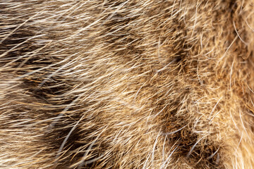 Close up of cat fur as background.