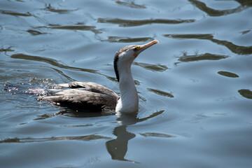 the pied cormorant is swimming in the river