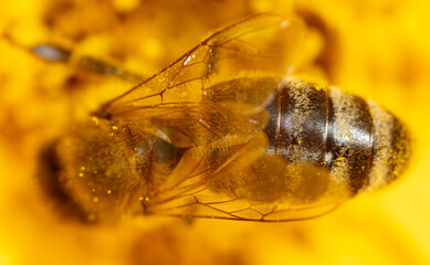 Close-up of a bee on a yellow flower.