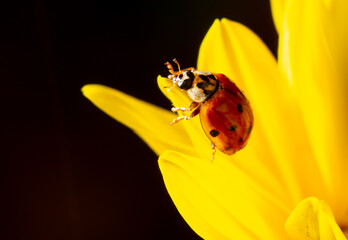 Close-up of a ladybug on a yellow flower.