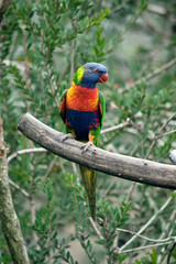 the rainbow lorikeet is perched on a tree branch