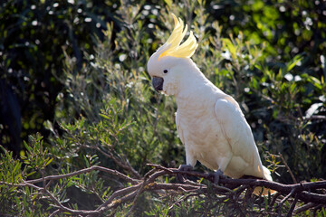 the sulphur crested cockatoo is perched on a branch