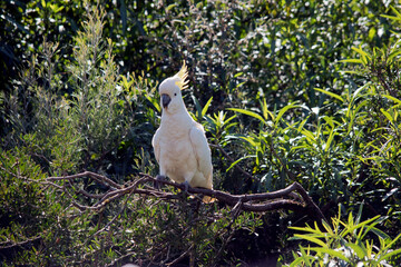 the sulphur crested cockatoo is perched on a branch