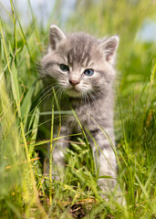 Portrait of a little kitten in green grass