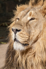 Asiatic Lion (Panthera leo persica)