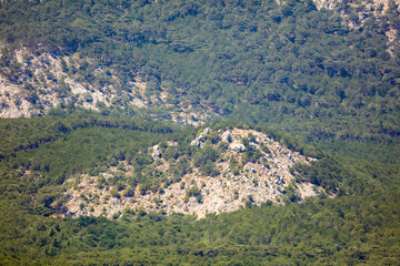 Fototapeta na wymiar Trees and plants on the mountainside.