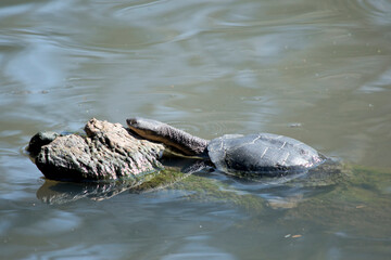 the turtle is resting on a log