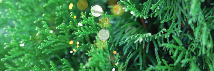 Beautiful evergreen thuja branches close up as a christmas background with a shallow focus and little sparkles, banner.