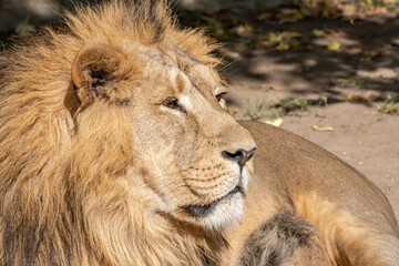 Obraz na płótnie Canvas Asiatic Lion (Panthera leo persica)