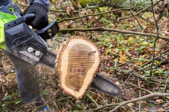 A man sawing the trunk of an old oak tree with an electric cordless saw