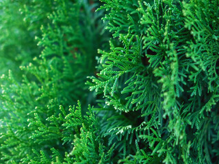 Beautiful evergreen thuja branches close up as a christmas background with a shallow focus.