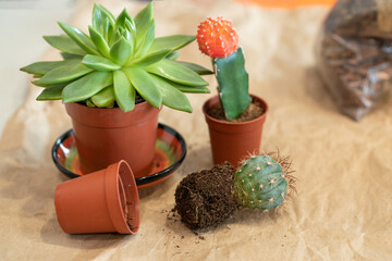 Transplanting a cactus into a new pot. Breeding of plants, cacti and succulents. home gardening concept with cactus, flower pot and land scattered