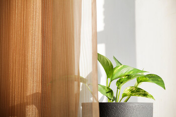 Decorative house plant in pot near window and brown curtains with natural light.