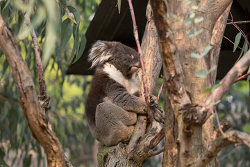 木の上で眠るコアラ