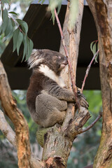 木の上で眠るコアラ