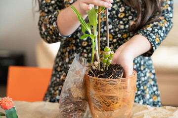 A girl transplants an orchid dendrobium nobile into a new pot. The girl is engaged in transplanting a flower. Replanting orchid flowers. - obrazy, fototapety, plakaty