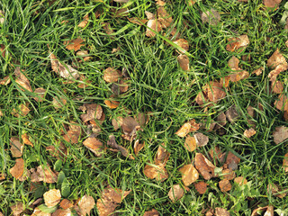 Beautiful autumn composition of yellow birch leaves on the green grass.