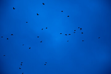 Fototapeta na wymiar close up bird silhouettes background.