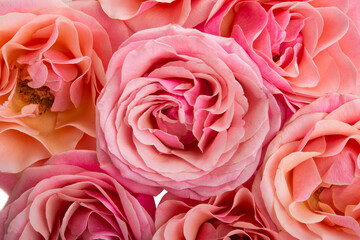 festive background of roses close up
