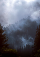 clouds over the forest