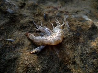 shrimp on rocky beach
