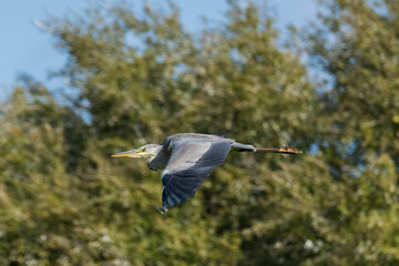 Flying Gray Heron Ardea cinerea Costa Ballena Cadiz