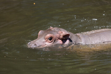 Fototapeta premium 水面から顔を出す仔カバ