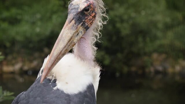 Marabou stork close-up, Leptoptilos crumenifer
